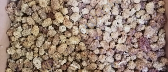 Mulberries Dried Bulk