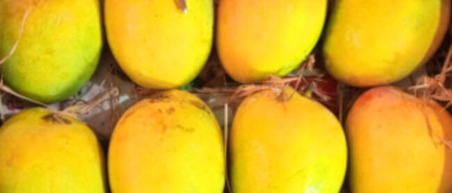 Alphonso Mango from Ratnagiri Maharashtra India crop 2025
