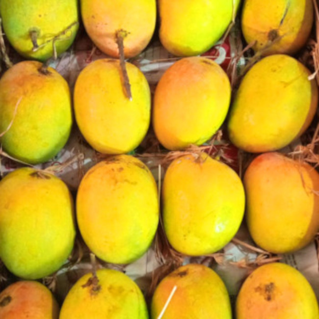 Alphonso Mango from Ratnagiri Maharashtra India crop 2025