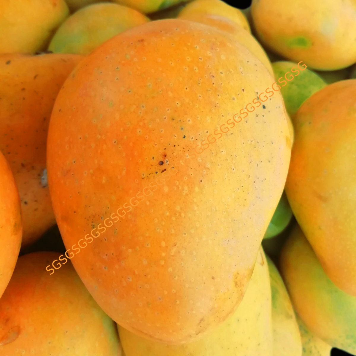Badami Mango Fresh Indian
