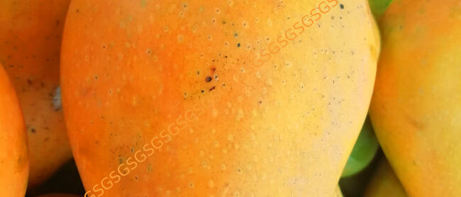 Badami Mango Fresh Indian