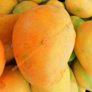 Mango Fresh