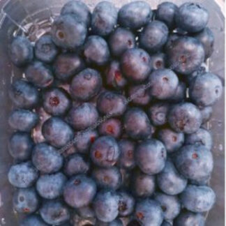 Blueberry Fresh - Aaramfoods