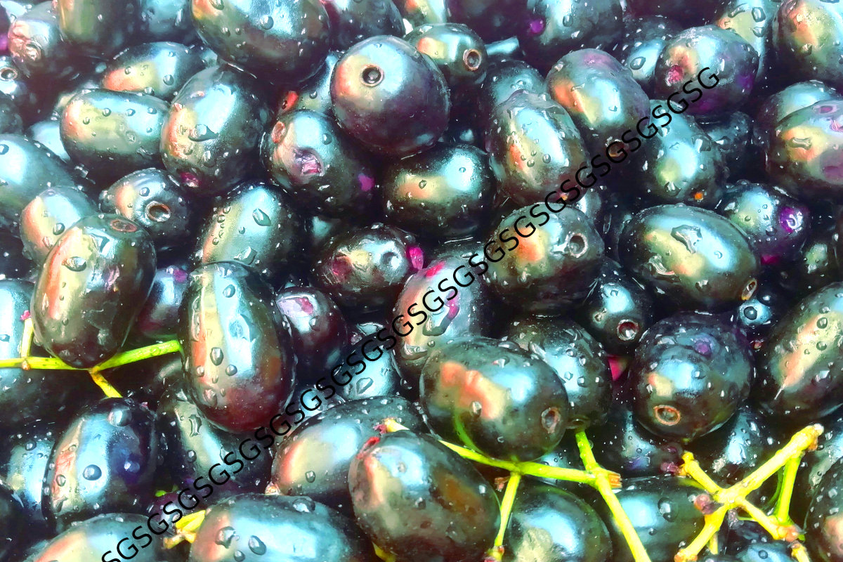 Jamun Fresh Indian