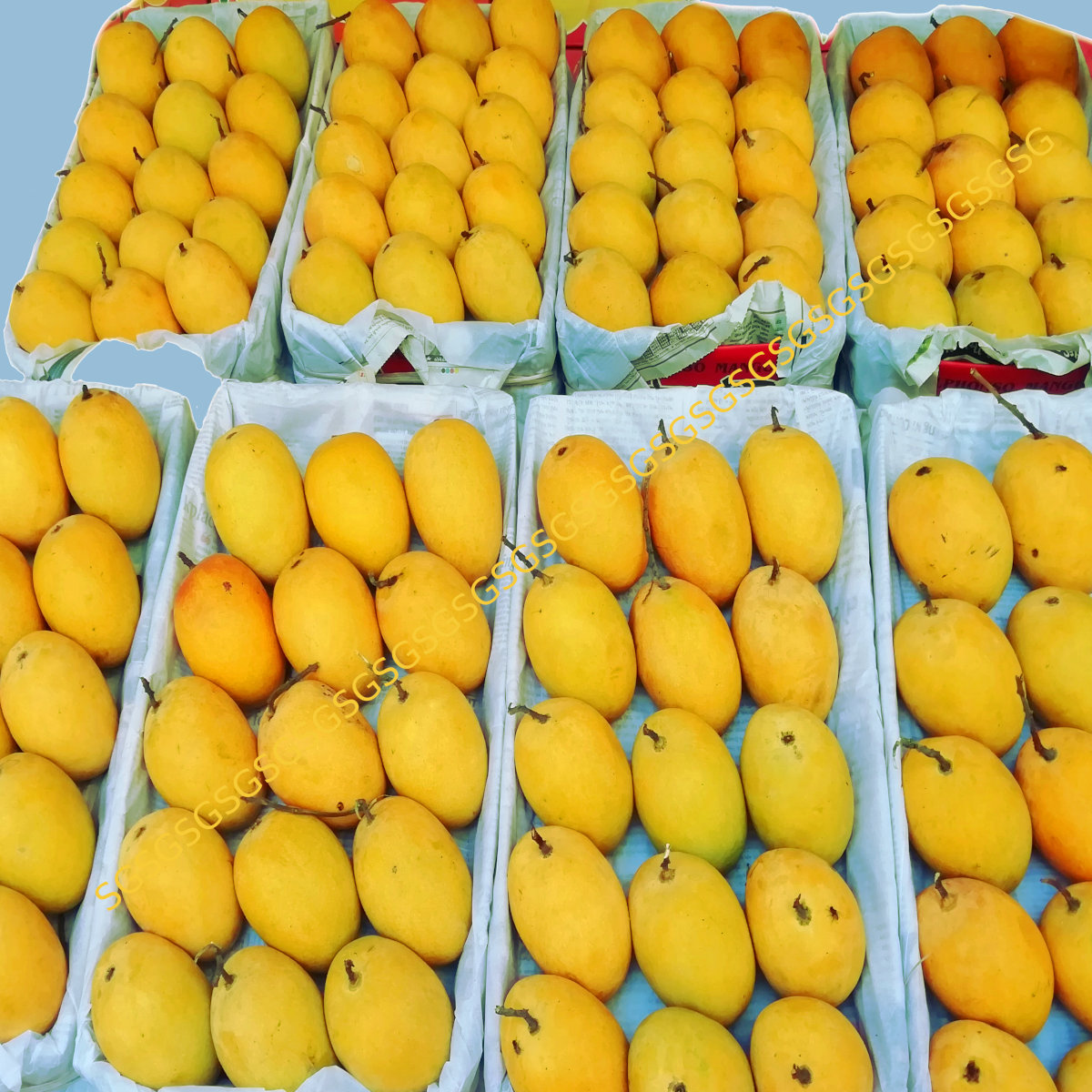 Mango Ripe - Aaramfoods