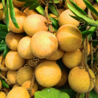 Mangosteen Fresh Aaramfoods