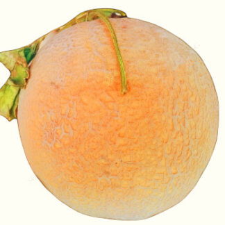 Cantaloupe - Musk Melon